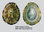Patella candei